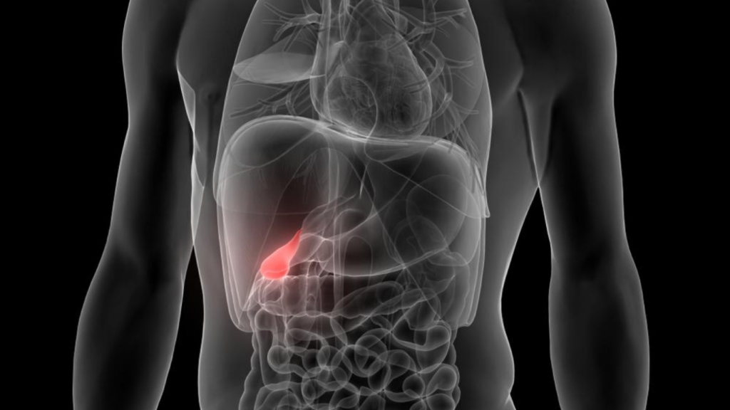 How Much Does a Gallbladder Weigh