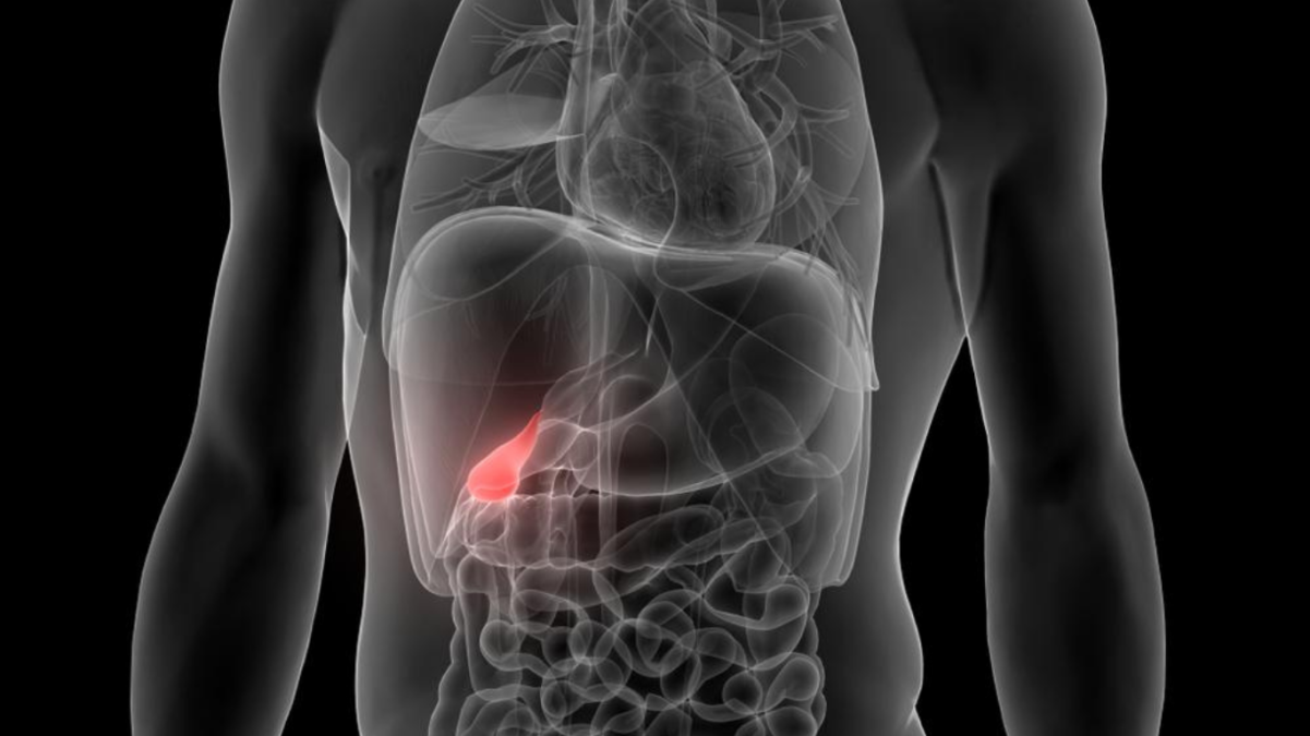 How Much Does a Gallbladder Weigh